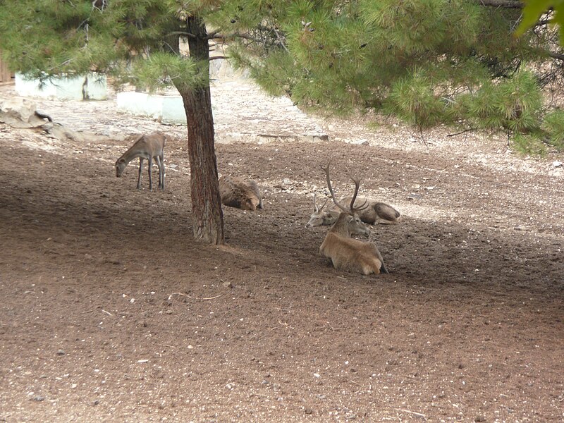 File:Gaziantep Zoo 1260082.jpg