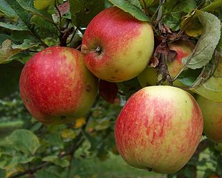 Geheimrat Dr. Oldenburg German apple cultivar