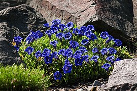 Gentiana acaulis, Botanischer Garten TU Drezda.jpg