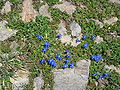 Gentiana brachyphylla