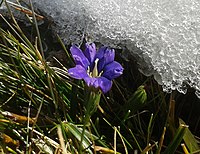 Gentiana pyrenaica