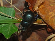 Geotrupidae - Anoplotrupes stercorosus.JPG