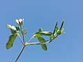 Inflorescence