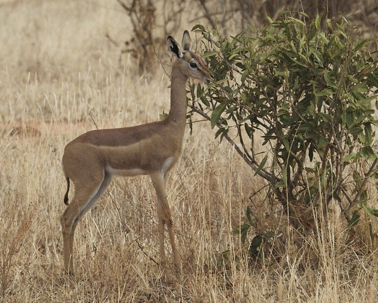 File:Gerenuk (Litocranius walleri) - Flickr - Lip Kee (1).jpg