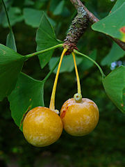 Ginkgo "fruits", often noted as drupe-like
