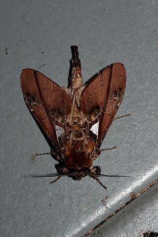 <i>Ginshachia</i> Genus of moths