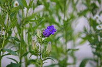 Campanula medium