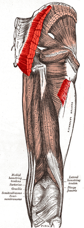 Muscles of the gluteal and posterior femoral regions, showing origin and insertion of gluteus maximus muscle. Gluteus maximus muscle.PNG