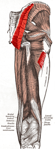 High Definition Athletic Buttock Augmentation 