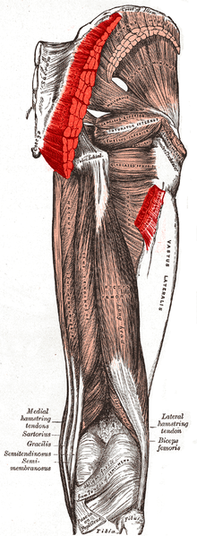 File:Gluteus maximus muscle.PNG