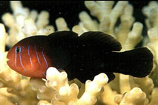 <i>Gobiodon quinquestrigatus</i> species of fish