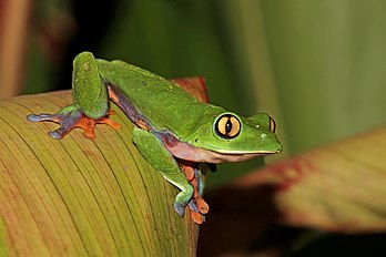 Rã-de-olhos-dourados (Agalychnis annae) em Heredia, Costa Rica. A espécie por muito tempo foi considerada parte da família das pererecas (Hylidae) e conhecida apenas na Costa Rica. A espécie já foi comum nas florestas tropicais da Cordilheira de Tilaran, no Vale Central e na parte nordeste da Cordilheira de Talamanca em altitudes entre 780 e 1 650 metros, mas desde então desapareceu de Monteverde e Tapanti, entre outros. Onde apenas populações residuais eram conhecidas nas plantações de café na região de San José, as populações agora parecem estar se recuperando e a espécie é vista com mais frequência. O comprimento do corpo das fêmeas é de até oito centímetros, os machos permanecem um pouco menores, cerca de 6 cm. Como todas as rãs arborícolas, esta espécie gosta de sentar-se no alto de uma árvore, escondida sob uma folha durante o dia e quando caça à noite ela rasteja por galhos e arbustos em busca de todos os tipos de insetos. (definição 4 332 × 2 888)