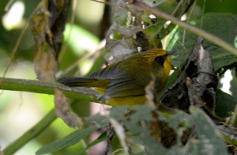 File:Golden Babbler Stachyridopsis chrysaea by Dr. Raju Kasambe DSC 2547 (3).jpg