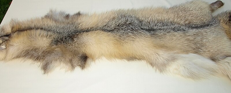 File:Golden island fox fur skin 1.jpg
