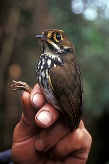 Peruvian antpitta Species of bird