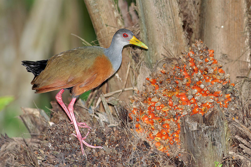 File:Gray-necked-wood-rail.jpg