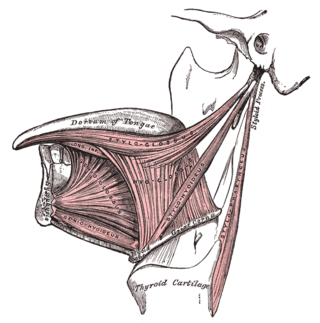 <span class="mw-page-title-main">Chondroglossus</span> Muscle of the tongue