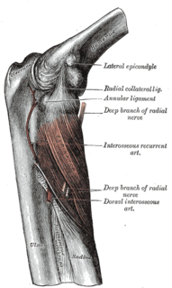 Lateral epicondyle of the humerus Structure of humerus