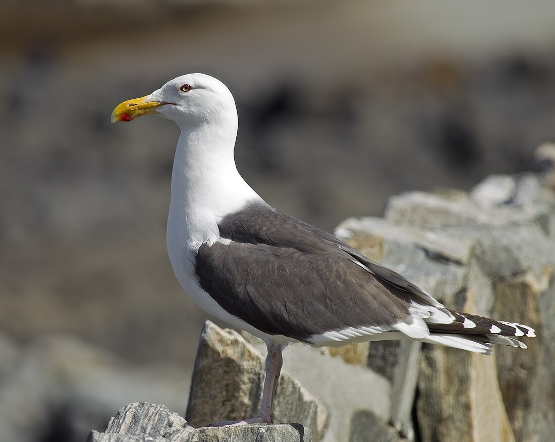 Larus