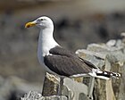 Gran Gaviota Lomo Negra Larus marinus.jpg