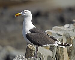 Great Black-backed Gull Larus marinus.jpg