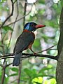 Green-backed Kingfisher.JPG