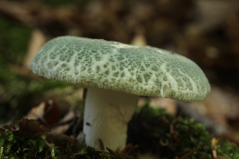 File:Green-cracking Russula - Russula virescens (37449179992).jpg