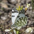 * Nomination Green-striped white (Euchloe belemia belemia) --Charlesjsharp 09:21, 26 May 2022 (UTC) * Promotion Quite nice. -- Ikan Kekek 10:13, 26 May 2022 (UTC)