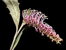 Grevillea wilkinsonii.jpg