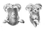 Thumbnail for Grimpoteuthis meangensis