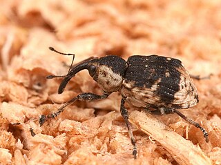 <i>Grypus equiseti</i> Species of beetle
