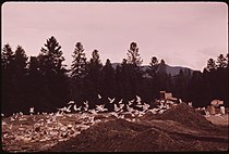 HERRING GULLS AND TRASH AT THE LAKE PLACID, NEW YORK LANDFILL, IN THE ADIRONDACK FOREST PRESERVE. THESE GULLS ARE... - NARA - 554542.jpg
