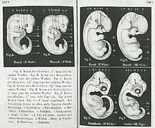 Haeckel-embryos-weeks4-6.jpg