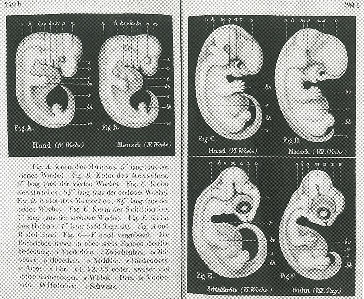 File:Haeckel-embryos-weeks4-6.jpg