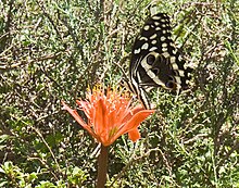 Haemanthus coccineus ^ Citrus Swallowtail (Papilio demodocus) -1 - Flickr - Ragnhild & Neil Crawford.jpg