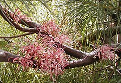 Description de l'image Hakea bakeriana2 april 04 email.jpg.