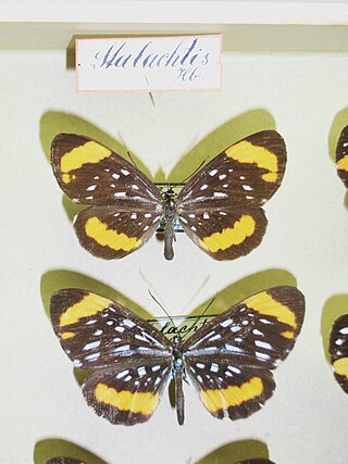 <i>Stalachtis</i> Genus of butterflies