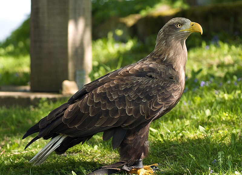 File:Haliaeetus albicilla LC0194.jpg