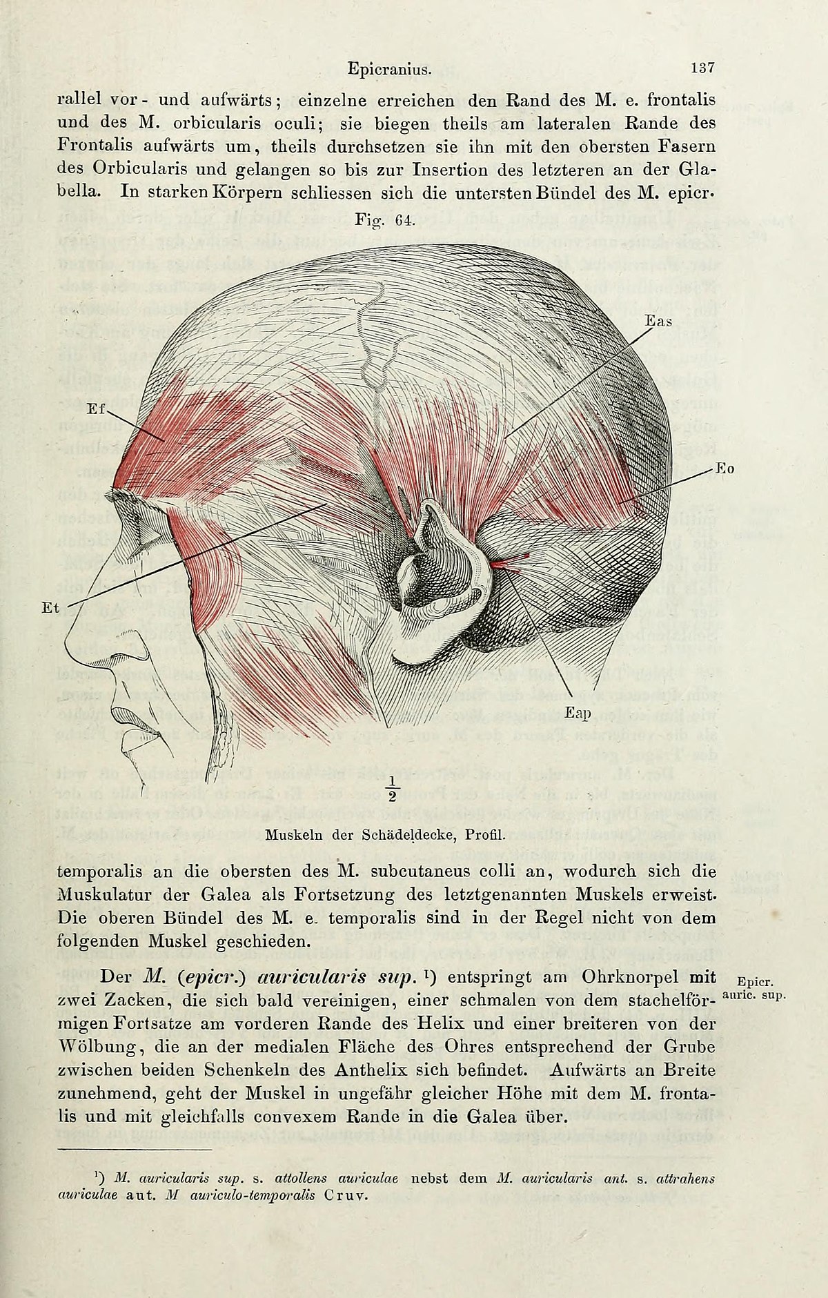 File Handbuch Der Systematischen Anatomie Des Menschen Page 137 Bhl Jpg Wikimedia Commons