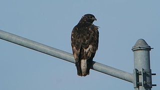 <span class="mw-page-title-main">Harlan's hawk</span> Subspecies of bird