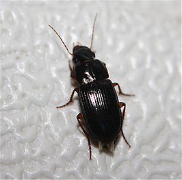 Harpalinae