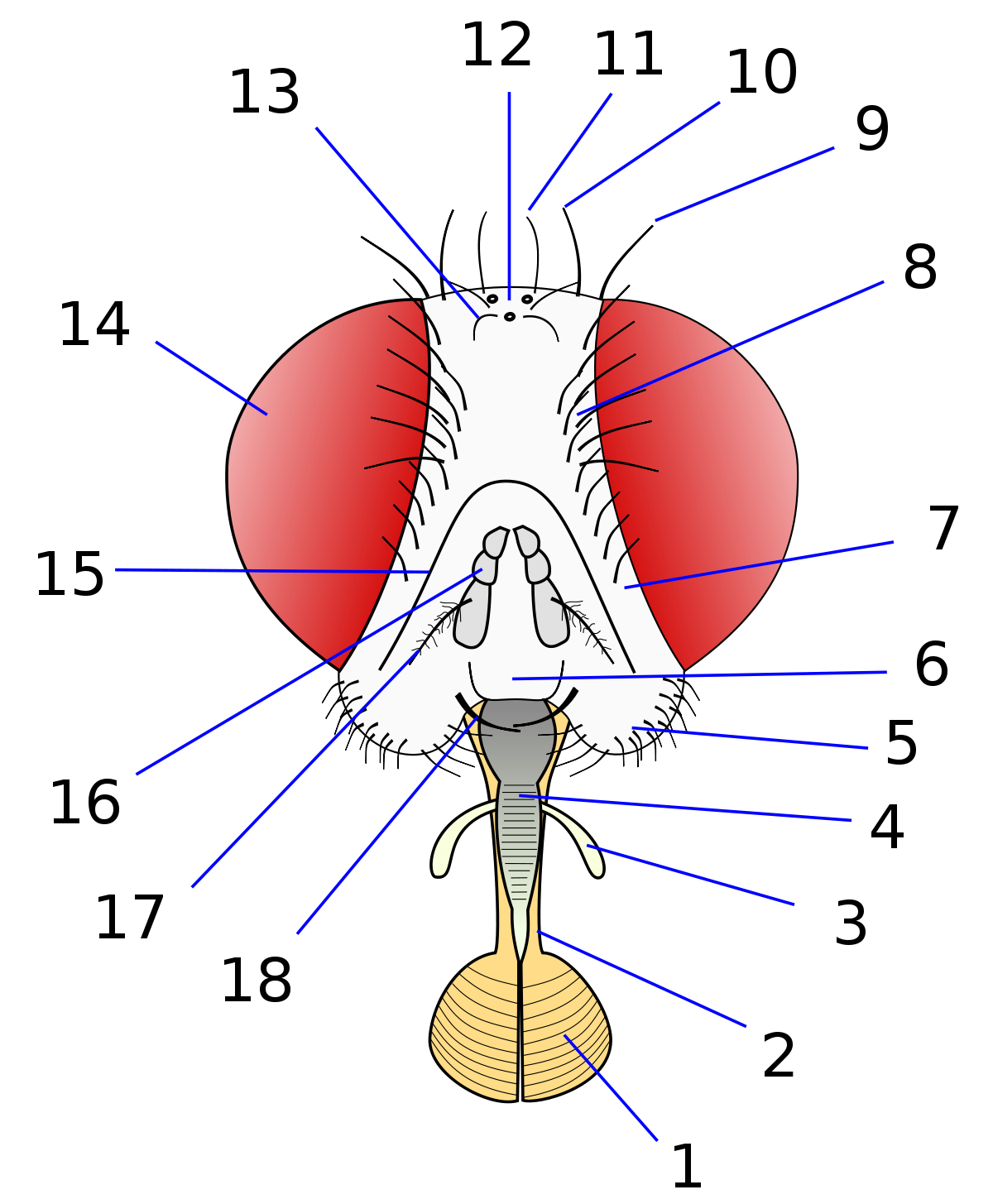 Labellum (insect anatomy) - Wikipedia