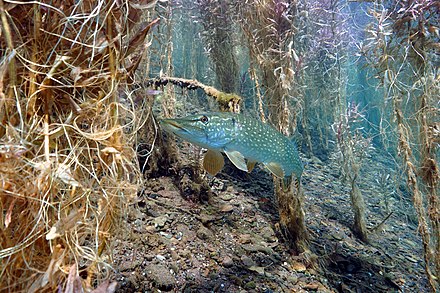 A pike in its natural habitat in Germany
