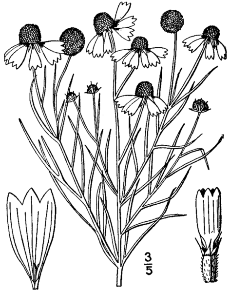 File:Helenium amarum2.png