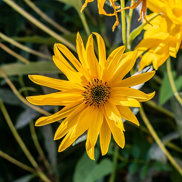 File:Helianthus tuberosus in Aveyron (2).jpg