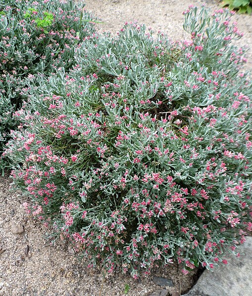 Datoteka:Helichrysum monogynum kz4.JPG