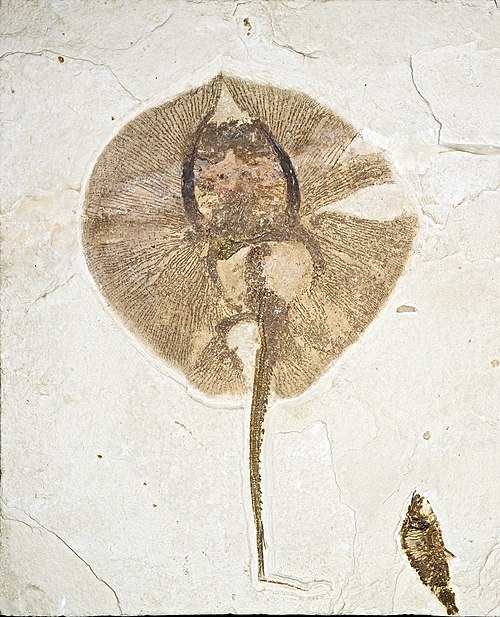 Early Eocene fossil stingray Heliobatis radians