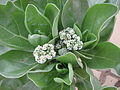 Samtblatt (Heliotropium arboreum)