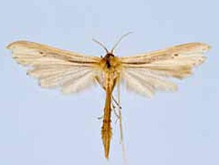 <i>Hellinsia balanotes</i> Species of plume moth