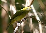 Helmeted Manakin (Antilophia galeata) female.jpg